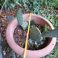 Coppo toscano di terracotta