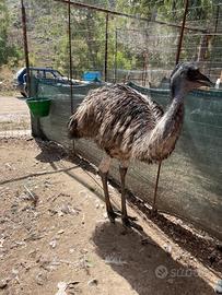 Emu di un anno