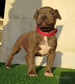 Cuccioli di pitbull