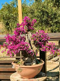 Bonsai in fiore