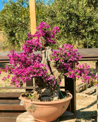Bonsai in fiore