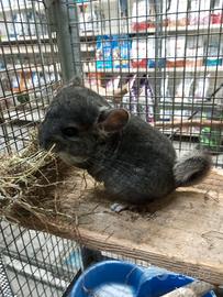 Cincillà cucciolo maschietto
