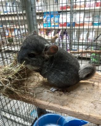Cincillà cucciolo maschietto