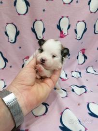 Volpino pomerania cuccioli femmine