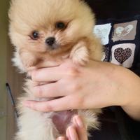 Cuccioli Spritz Tedesco Nano