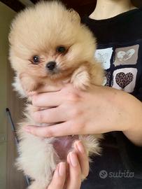 Cuccioli Spritz Tedesco Nano