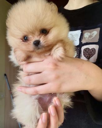 Cuccioli Spritz Tedesco Nano