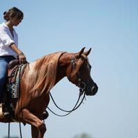 Stagione di monta 2026