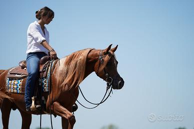 Stagione di monta 2026