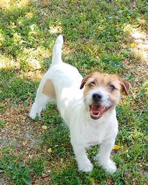 Jack Russell