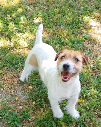 Jack Russell