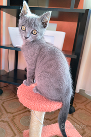 Cucciola incrocio certosino