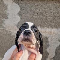 Cuccioli di pointer inglese