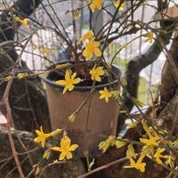 Pianta in vaso con influorescenze gialle