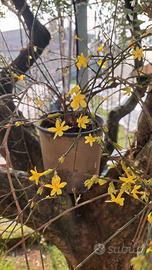 Pianta in vaso con influorescenze gialle