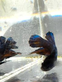Betta splendens plakat koi