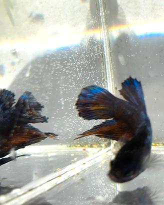 Betta splendens plakat koi