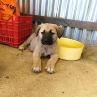 Kangal