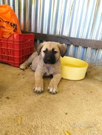 Kangal