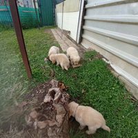 Disponibili cuccioli di Golden Retriever