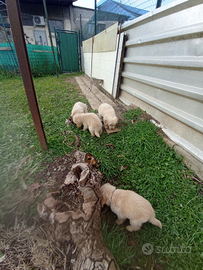 Disponibili cuccioli di Golden Retriever