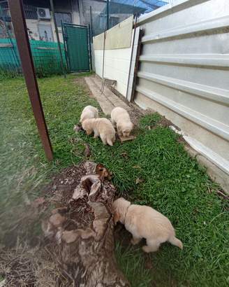Disponibili cuccioli di Golden Retriever