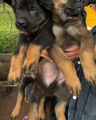 Cuccioli Pastore Tedesco