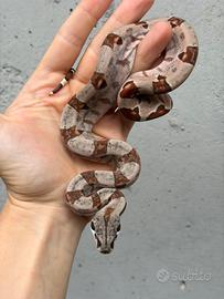 Baby boa maschio