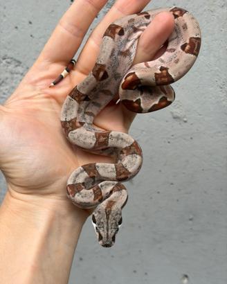 Baby boa maschio