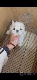Maltese coreano mini