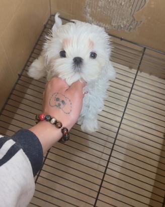 Maltese coreano mini