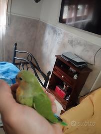 Pullo INSEPARABILe allevato a mano da imbecco