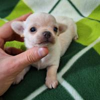 Dolcissimi chihuahua pedigree enci