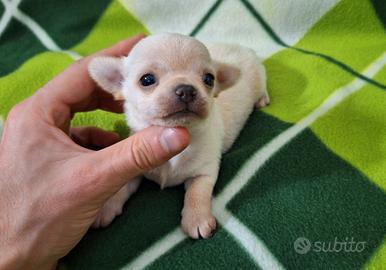 Dolcissimi chihuahua pedigree enci