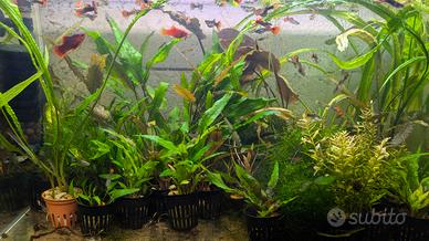 piante x acquario