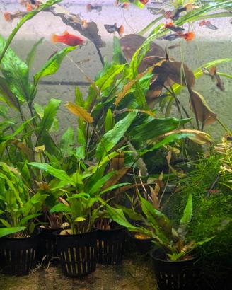 piante x acquario