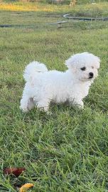 Maltese toy