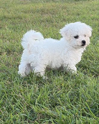 Maltese toy