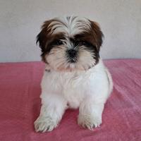 Cuccioli di Shitzu
