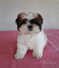 Cuccioli di Shitzu