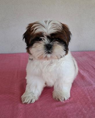 Cuccioli di Shitzu
