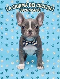 Bulldog francese maschio superlativo