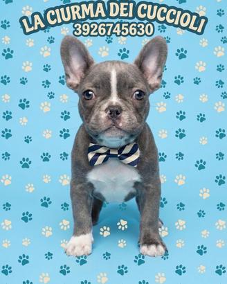 Bulldog francese maschio superlativo