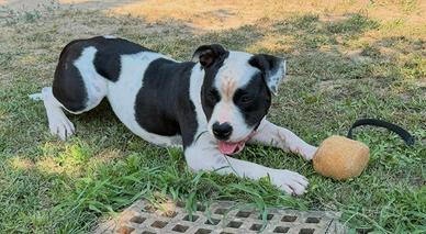 Amrican Bully/Amstaff