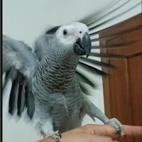 Pappagallo parlante cenerino coda rossa