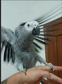 Pappagallo parlante cenerino coda rossa