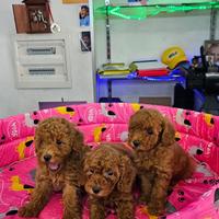 Barboncini mini red toy brwaun