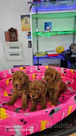 Barboncini mini red toy brwaun