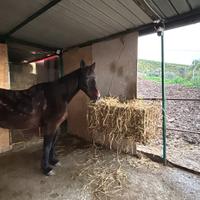 Cavalla adatta a principianti