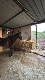 Cavalla adatta a principianti